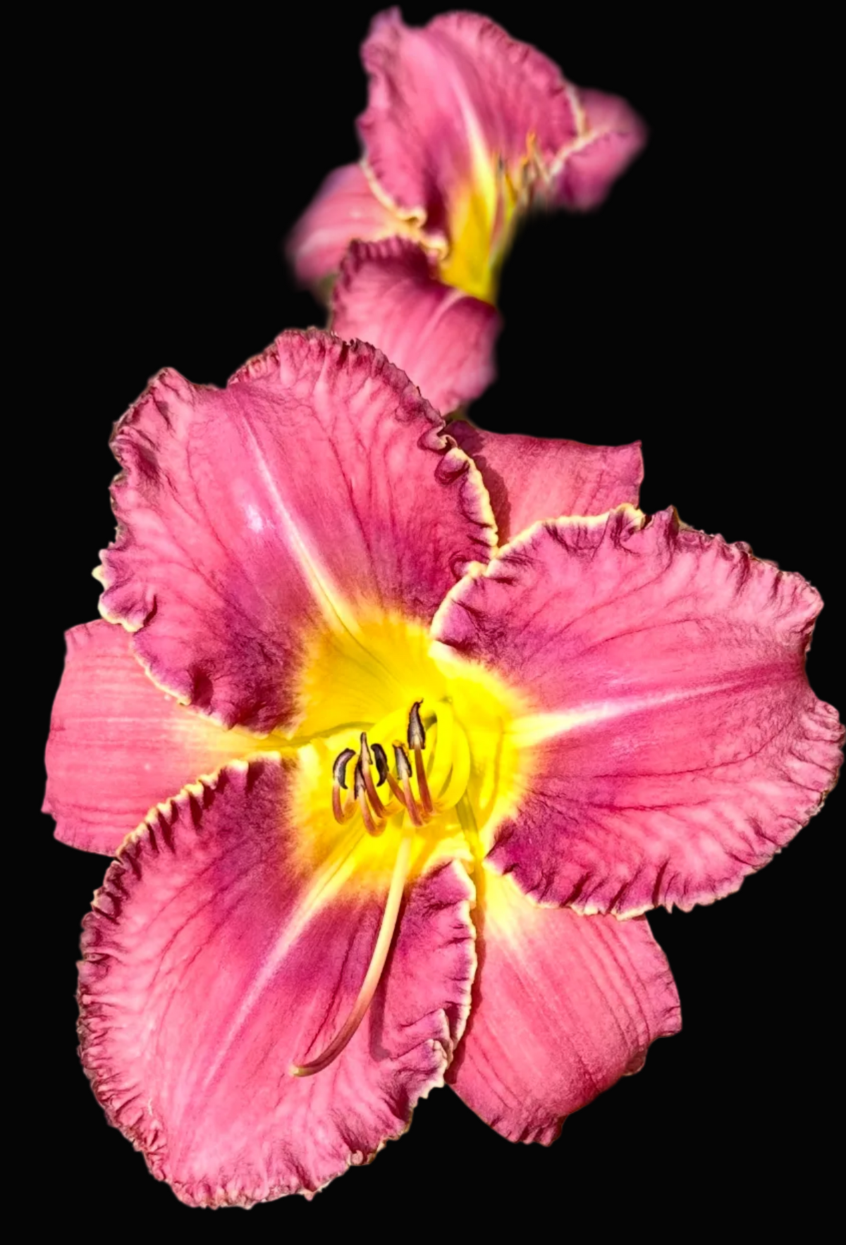 A close-up photograph of pink daylily flowers with bright yellow centers and green leaves, shown within a phone app screenshot interface.