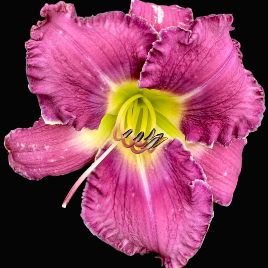 A close-up photograph of a single daylily flower in bloom, with bright magenta-purple petals, a yellow and green center, and green leaves in the background. The photo appears to be taken within a phone app interface, with a white app header and bottom icons visible.