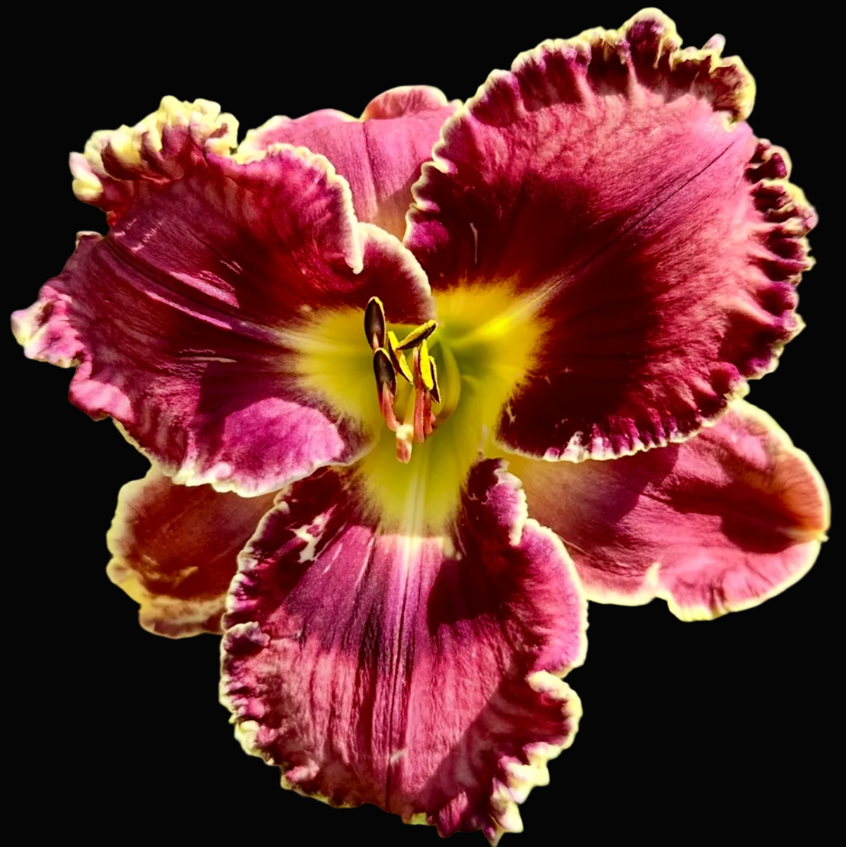 A close-up photograph of a blooming daylily flower with deep magenta-purple ruffled petals and a bright yellow center, set against green foliage. The image appears to be a screenshot from a phone gallery or photo viewer, with status bar icons and a row of thumbnail images along the bottom.