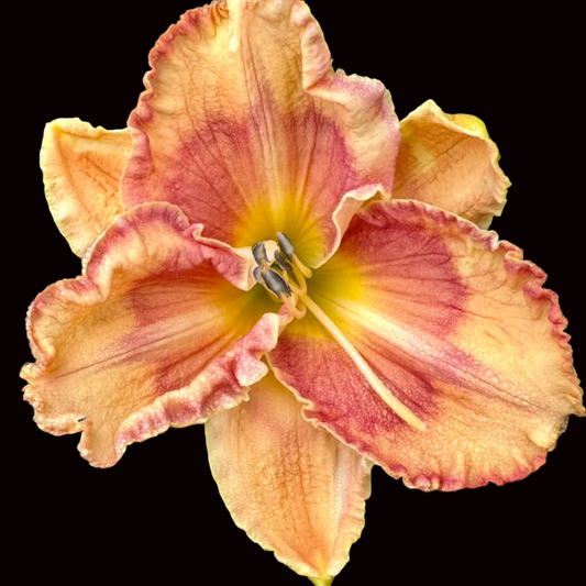 W23 | Light Peach-Orange with Rose Eye