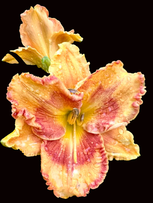 W24 | Ruffled Deep Yellow with Red Eye