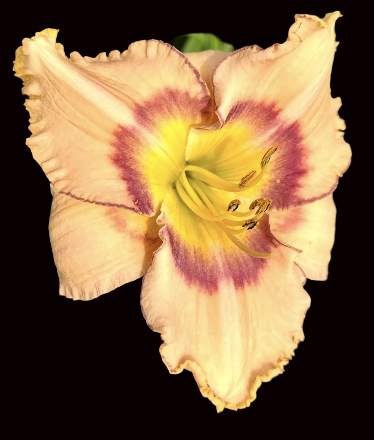 W41 | Ivory with Lavender Rose Eye