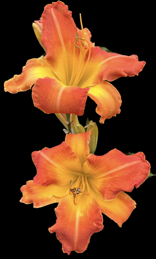 W54 | Apricot Orange with Golden Throat