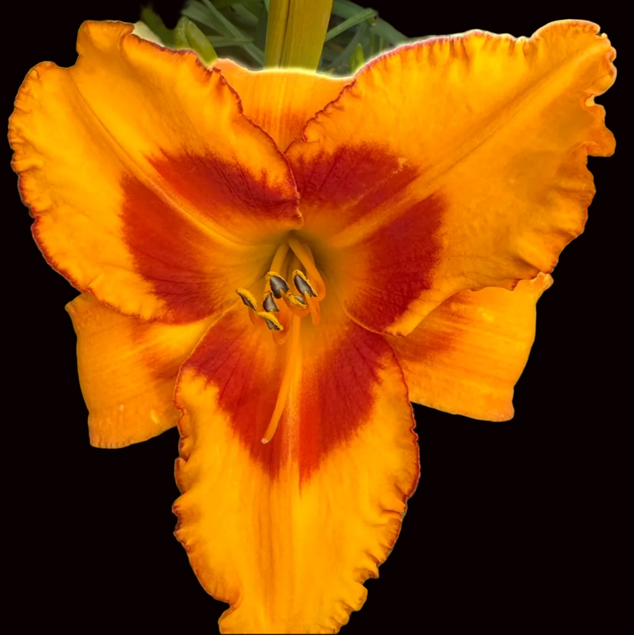 W69 | Tall Golden Amber with Wine Red Eye