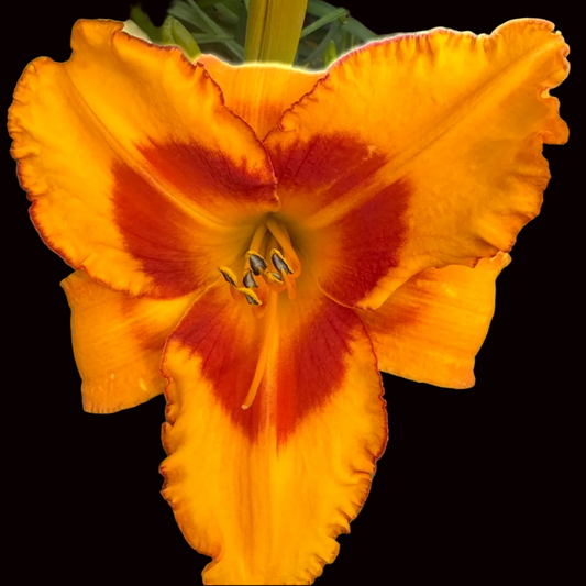 W69 | Tall Golden Amber with Wine Red Eye