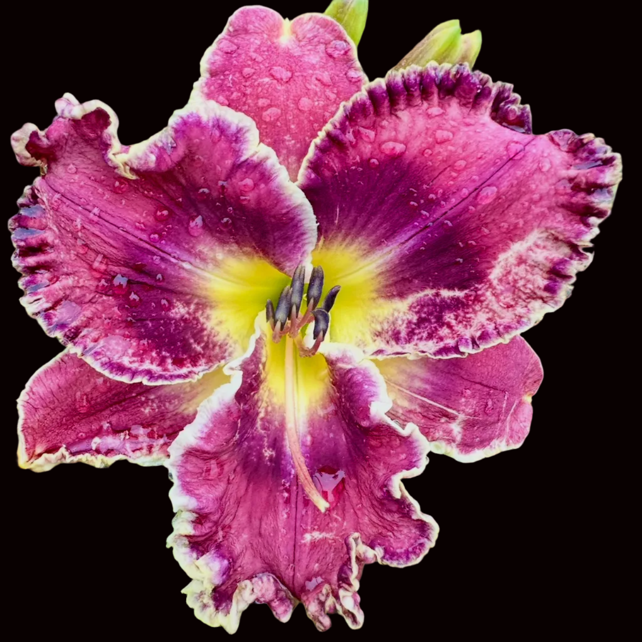 W71 | Ruffled Raspberry Plum with Cream Edge