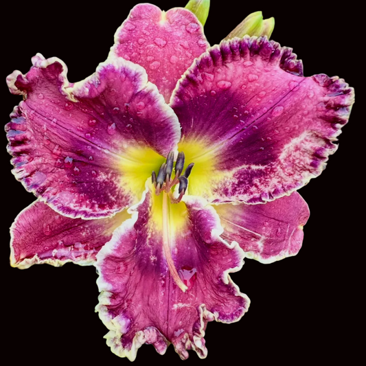 W71 | Ruffled Raspberry Plum with Cream Edge