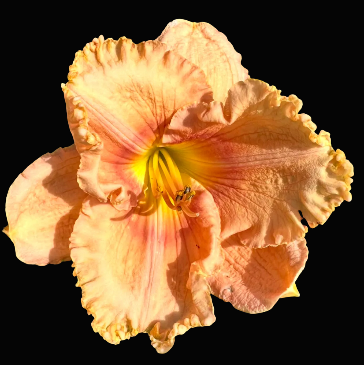 A close-up photograph of a peach-orange daylily flower with ruffled petals and a yellow center, growing among green leaves outdoors. The photo appears within a mobile app interface showing a date and time header and a row of thumbnail images below.