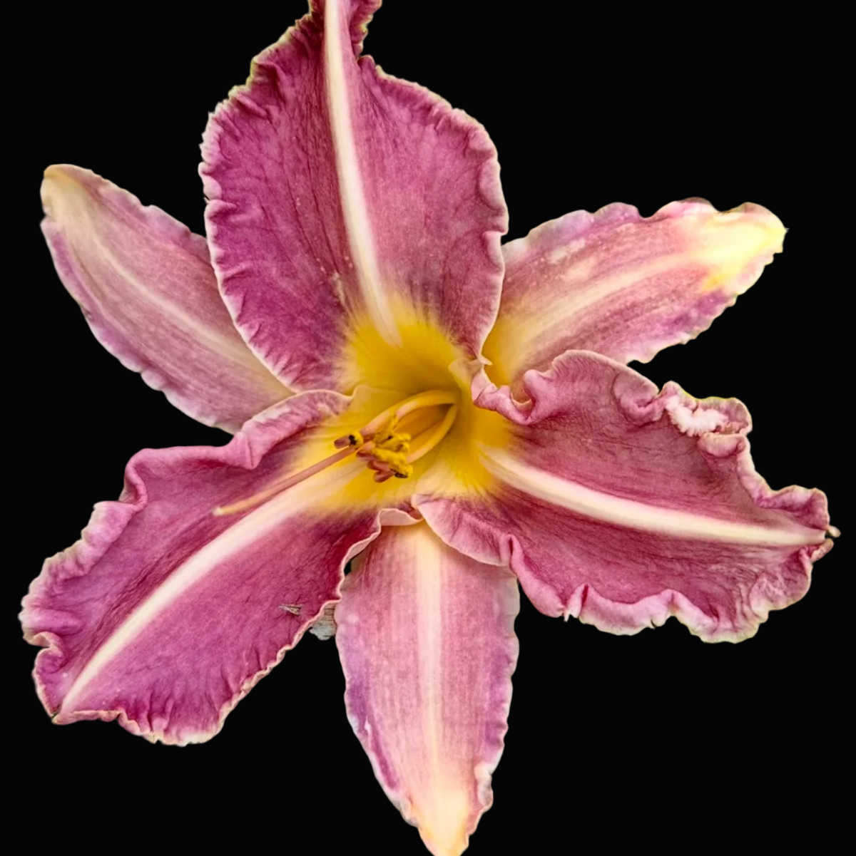 A close-up photograph of a single daylily flower with pink-purple ruffled petals, a yellow center, and green leaves in the background. The photo appears to be taken from a phone gallery or social media post, with a white interface header and bottom icons visible.