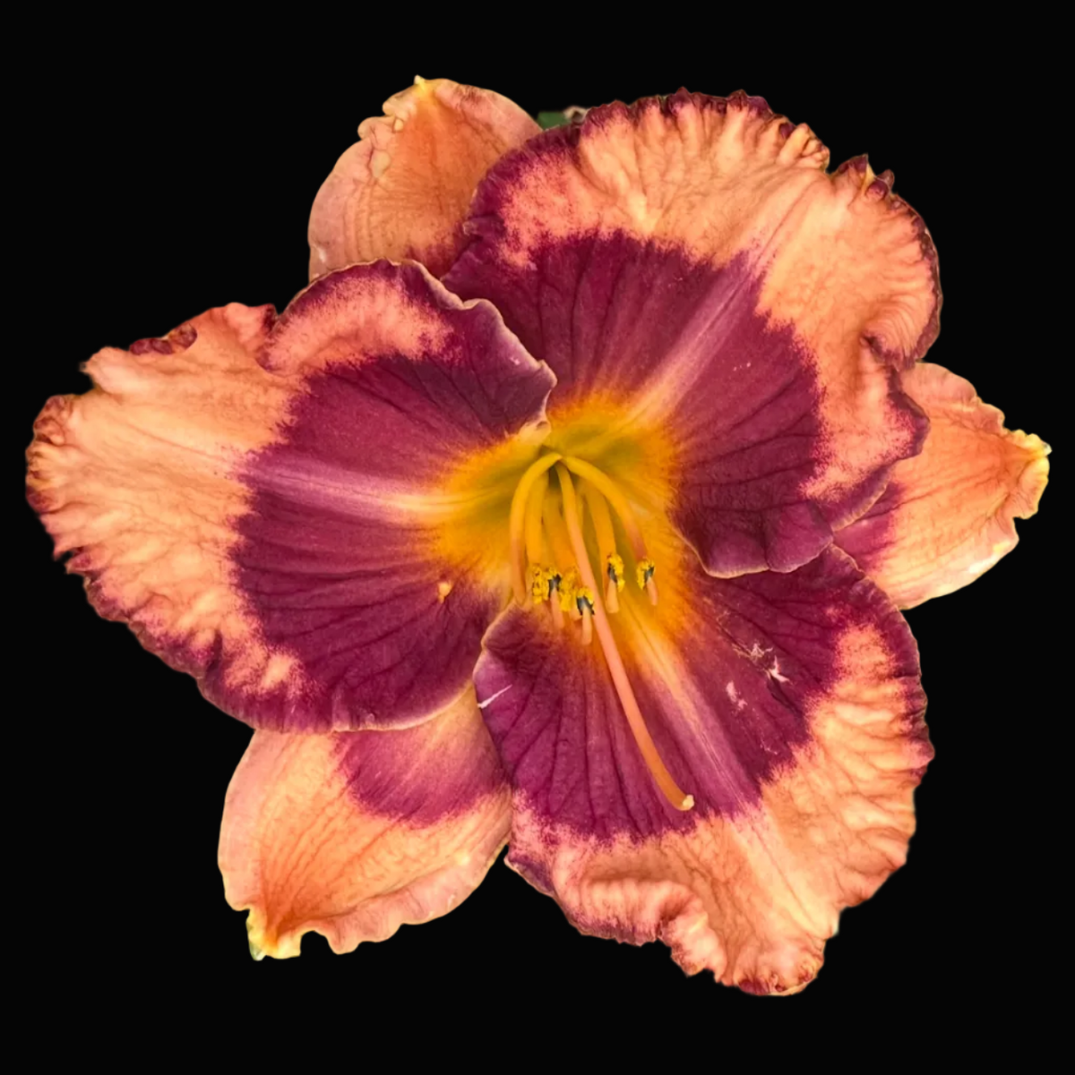 A close-up photograph of a single daylily flower in bloom, with peach and orange petals fading into a deep purple center and a bright yellow stamen cluster, surrounded by green leaves. The photo appears within a mobile app interface showing a date and time header and a row of thumbnail images below.