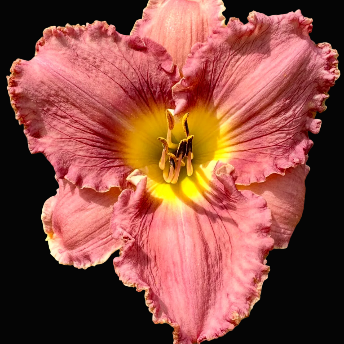 A close-up photograph of a single pink daylily flower with a bright yellow center, surrounded by green leaves, shown within a phone screenshot interface.