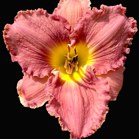 A close-up photograph of a single pink daylily flower with a bright yellow center, surrounded by green leaves, shown within a phone screenshot interface.