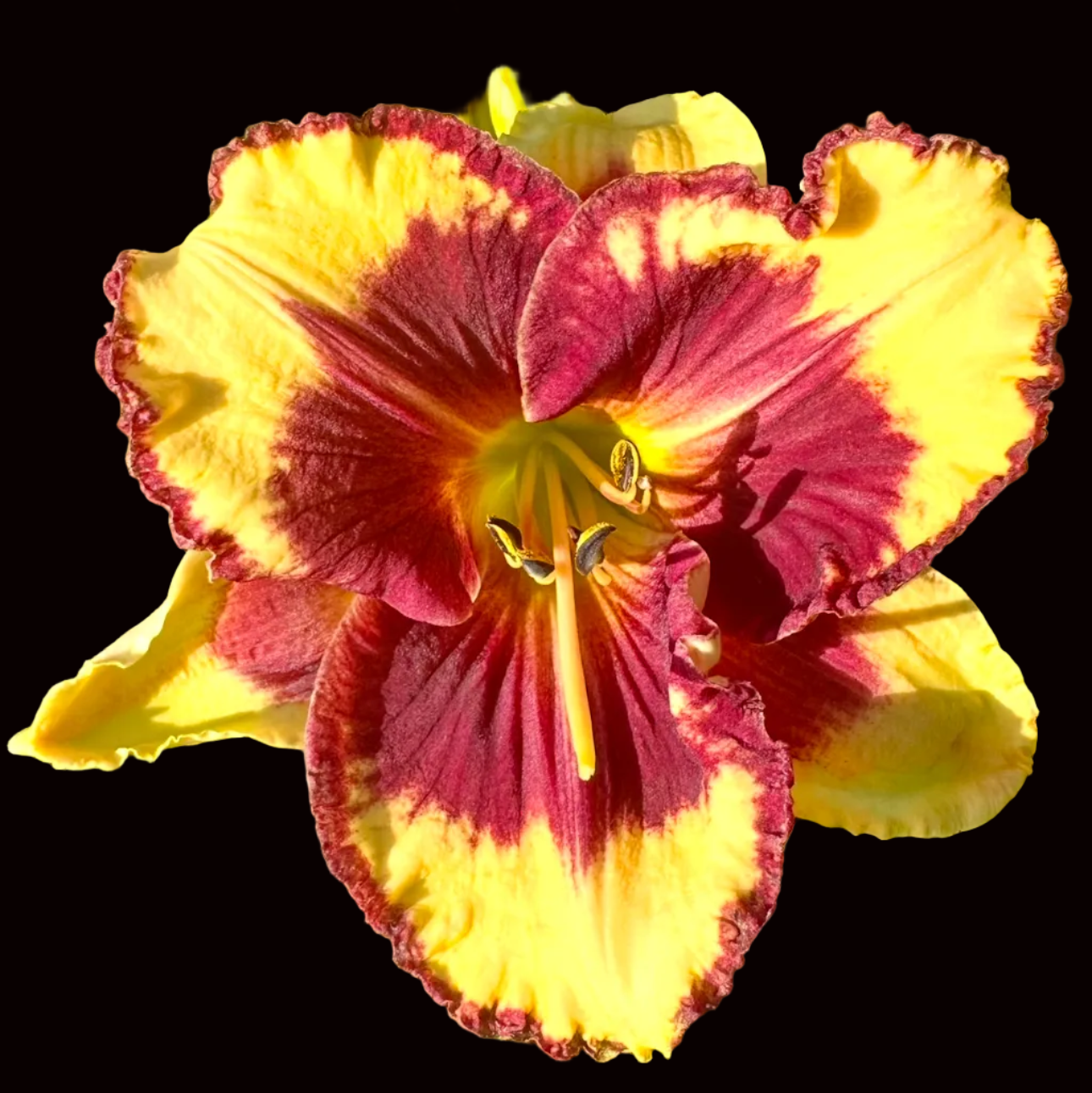 X76 | Golden Yellow with Burgundy Wine Eye