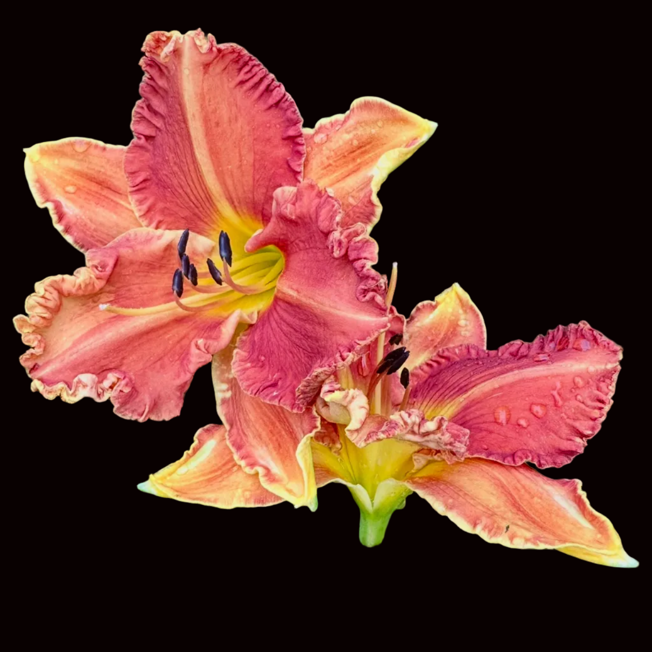 X83 | Large Peach, Pink & Orange with Ruffled Petals