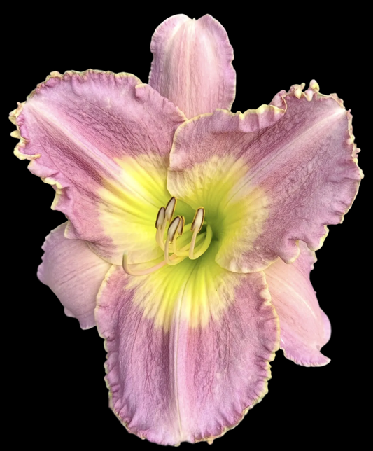 Z1 | Large Pale Lavender with Yellow Moon